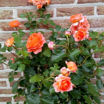 Rosa 'Orange MEILOVE'