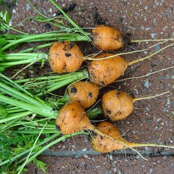 Daucus carota 'Parijse Markt'