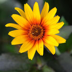 Heliopsis helianthoides scabra 'Burning Hearts' - Zonneogen - Heliopsis helianthoides scabra 'Burning Hearts'