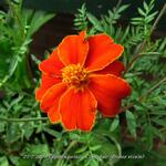 Tagetes patula 'Cinnabar' (Dixter strain) - Afrikaantjes