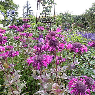 Bergamotplant - Monarda 'Scorpion'