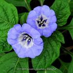 Nicandra physalodes 'Black Pod' - Zegekruid