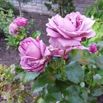 Rosa 'Jac Blupo'