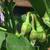 Solanum melongena 'White Eggs'