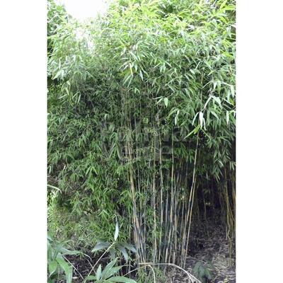 Bamboe - Fargesia nitida 'Great Wall'