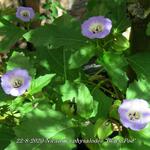 Nicandra physalodes 'Black Pod' - Zegekruid