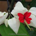 Clerodendrum thomsoniae - Bruidstranen, Kansenboom