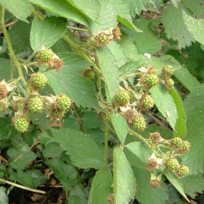 Gewone braam - Rubus fruticosus