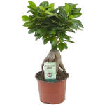 Ficus microcarpa 'Ginseng' - Vijg