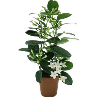 Stephanotis floribunda