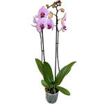 Phalaenopsis 'Washington' - Vlinderorchidee