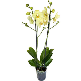 Phalaenopsis 'Alassio'