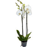 Phalaenopsis 'White World' - Vlinderorchidee