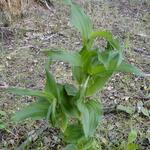 Epipactis helleborine - Brede wespenorchis