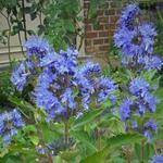 Caryopteris x clandonensis 'Blue Fountain' - Baardbloem, Blauwe spirea