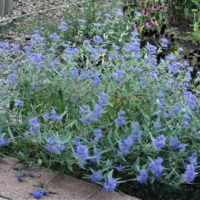 Blauwe spirea, Baardbloem - Caryopteris x clandonensis 'Worcester Gold'