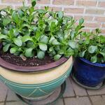 Crassula ovata - Jadeplant, geldplant, dikblad