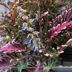 Plectranthus scutellarioides UNDER THE SEA 'Bone fish' - Siernetel