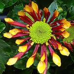 Chrysanthemum indicum'Splash Energy' - Chrysant