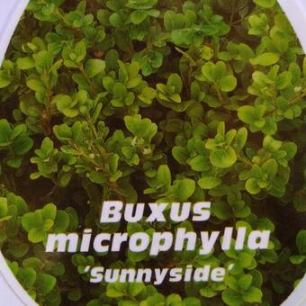 Buxus microphylla 'Sunny Side'