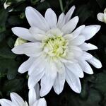 Chrysanthemum indicum 'Mount Runca White' - Chrysant