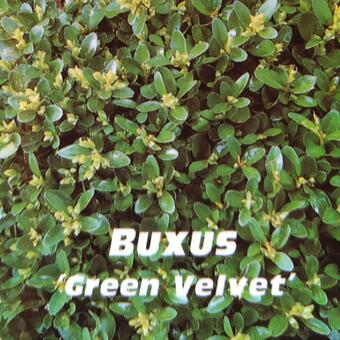 Buxus 'Green Velvet'