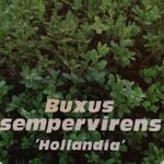 Buxus sempervirens 'Hollandia' - Buxus, palm