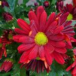 Chrysanthemum indicum'Elliot' - Chrysant