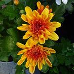 Chrysanthemum Indicum 'Jive Time' - Chrysant