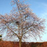 Prunus x subhirtella 'Autumnalis Rosea' - Sierkers