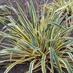 Yucca filamentosa 'Bright Edge' - Palmlelie