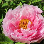 Paeonia suffruticosa  (roze) - Boompioen - Paeonia suffruticosa  (roze)