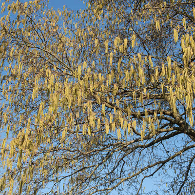 Hartbladige els - Alnus cordata