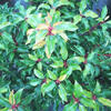 Portugese laurier - Prunus lusitanica 'Brenelia'
