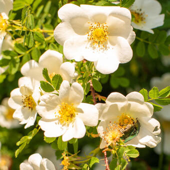 Rosa arvensis