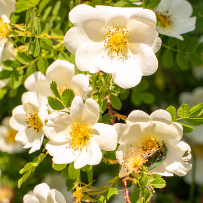 Bosroos - Rosa arvensis