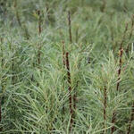 Salix elaeagnos subsp. angustifolia - Rozemarijnwilg