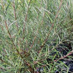 Salix purpurea - Bittere wilg