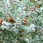 Salix repens var. nitida - Kruipwilg