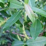 Salix triandra - Amandelwilg - Salix triandra
