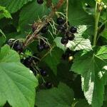 Ribes nigrum 'Titania' - Zwarte bes