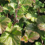 Rubus tricolor 'Betty Ashburner' - Braambes