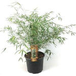 Fargesia angustissima - Bamboe