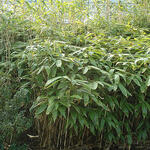 Sasa palmata f. nebulosa - Kleine bamboe