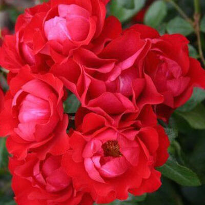 Roos - Rosa 'Black Forest Rose'