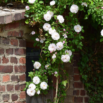 Verstikkend engel Amuseren Klimroos - Rosa (witte klimroos) | Planten online kopen