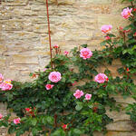 Klimroos (roze) - Rosa - climbing (roze)