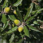 Quercus ilex - Steeneik - Quercus ilex