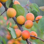 Prunus armeniaca 'Bergeron' - Abrikoos