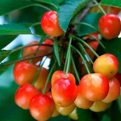 Kerselaar, Kersenboom, Zoete kers - Prunus avium 'Bigarreau Coeur de Pigeon'	